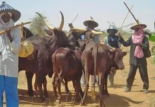###MIYETTI ALLAH CLAIMS FULANI PASTORALISTS HAVE FACED ‘GENOCIDE’ IN NIGERIA FOR 25 YEARS