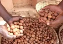 TINUBU EXTENDS BAN ON RAW SHEA NUT EXPORT BY ONE YEAR