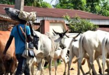 HERDSMEN KILL MOTHER, THREE SONS IN FRESH BENUE ATTACK