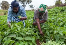 LAGOS EMPOWERS RETIREES WITH FARMING SKILLS