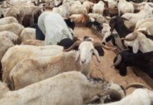 EID-EL-KABIR: LAGOS BANS SALE OF RAMS ON HIGHWAYS, MOVES TO EASE TRAFFIC CHAOS