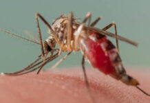 MALARIA SURGE: LAGOS RECORDS 978,000 CASES IN 2025