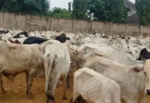 POLICE RECOVER 329 CATTLE AND 277 SHEEP FROM BANDITS, HAND LIVESTOCK TO ZAMFARA GOVERNMENT