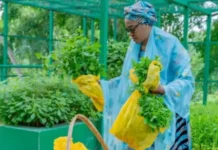 FIRST LADY REMI TINUBU HARVESTS FRESH VEGETABLES FROM ASO ROCK GARDEN