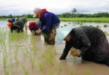 LAOS UNVEILS NEW INITIATIVE TO STRENGTHEN SUSTAINABLE AGRICULTURE AND FOOD SECURITY