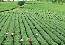 KENYA SHIFTS AGRICULTURAL PRIORITIES FROM INCREASING FOOD PRODUCTION TO IMPROVING FARMERS’ INCOMES