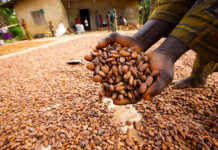 FIRM PUSHES TO REVIVE NIGERIA’S COCOA INDUSTRY WITH 45,000-METRIC-TONNE CAPACITY