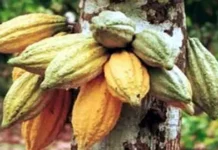 NIGERIA LOSES $2BN ANNUALLY AS COCOA PROCESSING CAPACITY REMAINS UNDERUTILISED — FG